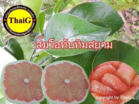 ขายกิ่งพันธุ์ส้มโอทับทิมสยาม