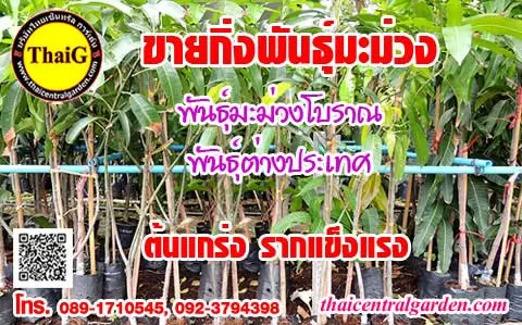 ขายกิ่งพันธุ์มะม่วง ราคาถูกและบริการจัดส่งถึงบ้านค่ะ