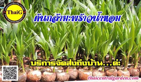 ต้นกล้ามะพร้าวน้ำหอมสามพราน สั่งวันนี้ส่งถึงบ้านค่ะ