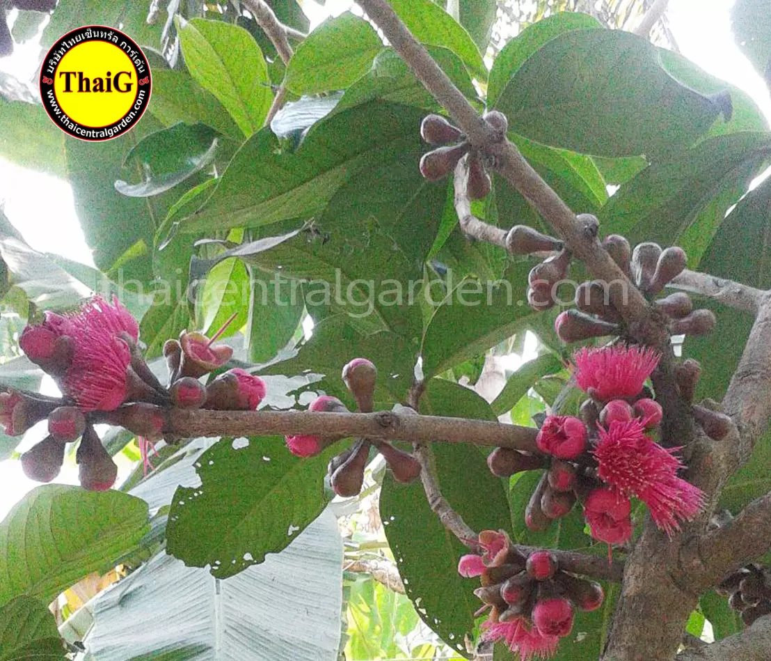 ดอกชมพู่มะเหมี่ยว