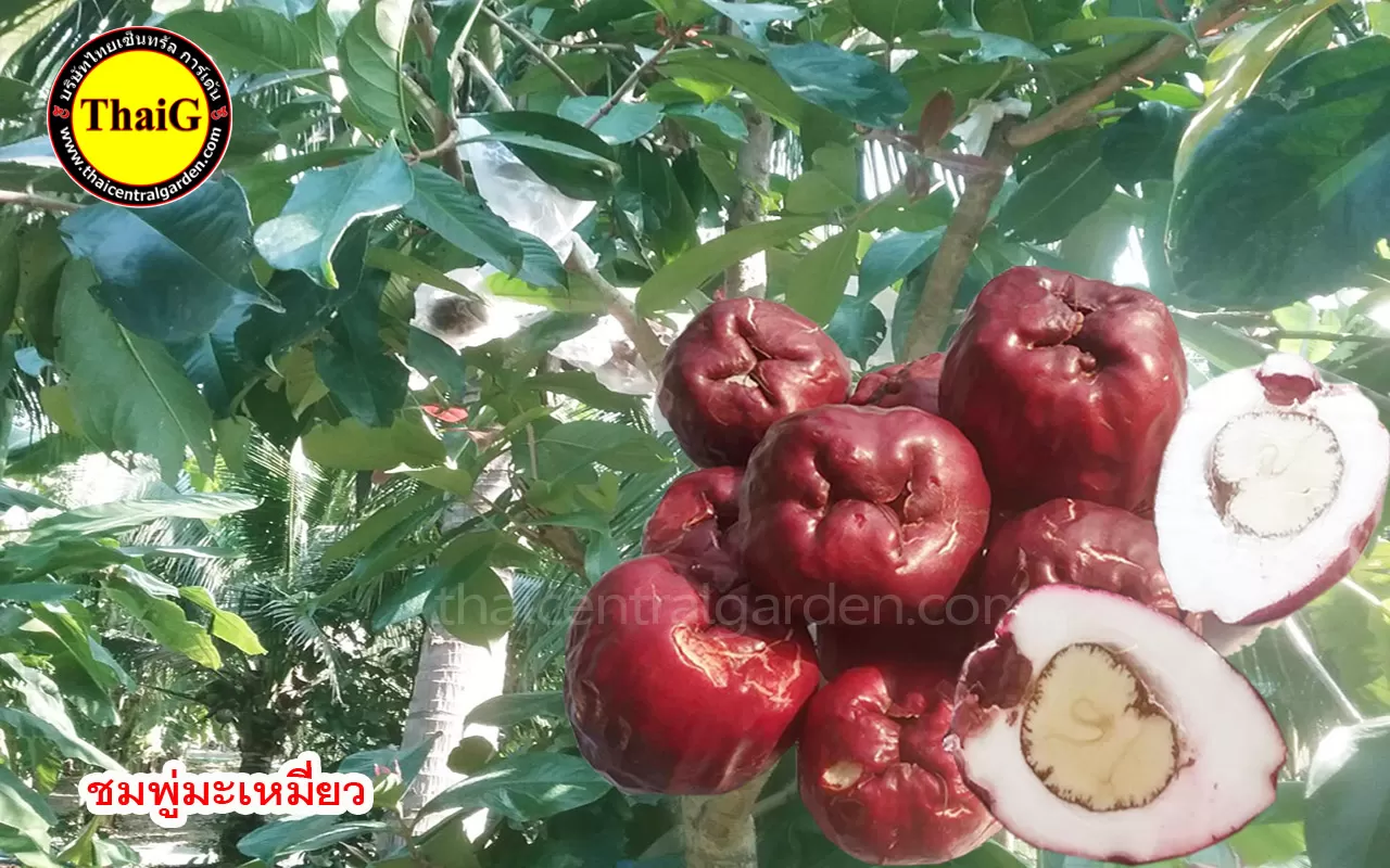 ชมพู่มะเหมี่ยว