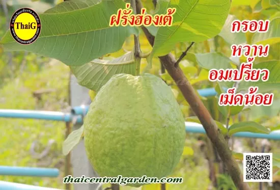 ฝรั่งฮ่องเต้