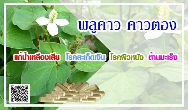 สมุนไพรคาวตอง พลูคาวแคปซูลอาหารเสริม