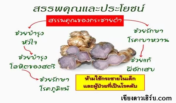 สรรพคุณคุณกระชายดำ ยาอาหาเสริมบำรุงร่างกาย