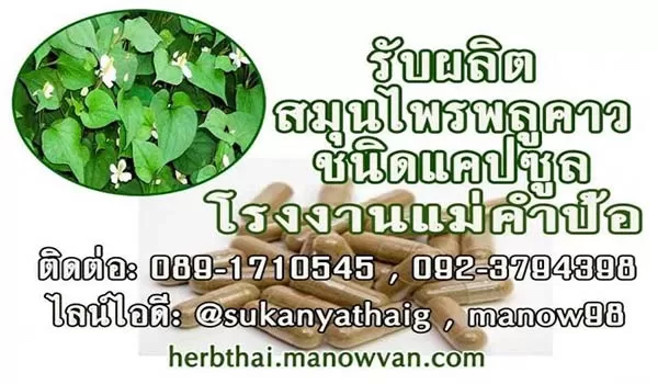 รับผลิตอาหรเสริมพลูคาวแคปซูล คาวตองที่คนนิยมกิน