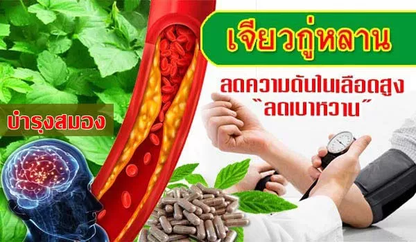 เจียวกู่หลานสมุนไพร ควบคุมความดัน บำรุงสมอง