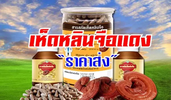 ราคาส่ง เห็ดหลินจือแดงแคปซูล อาหารเสริมบำรุงตับ ที่ดีสุดของทุกคน