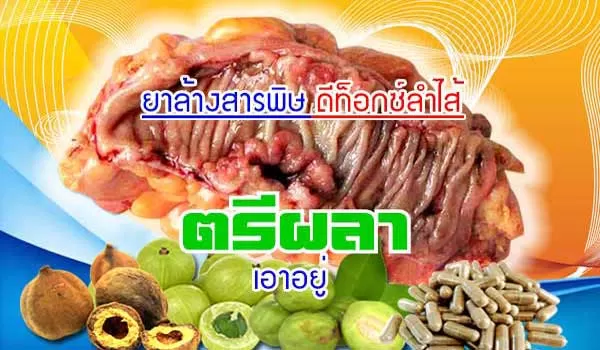 มหาพิกัด ตรีผลา ยาปรับระบบการขับถ่ายและดีทอกซ์ลำไส้