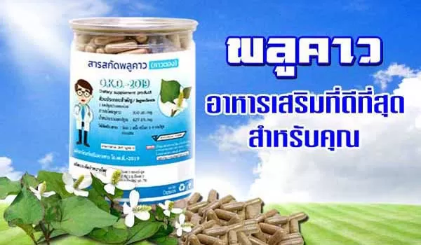 คาวตอง พลูคาว อาหารเสริมที่ดีสำหรับทุกคนค่ะ