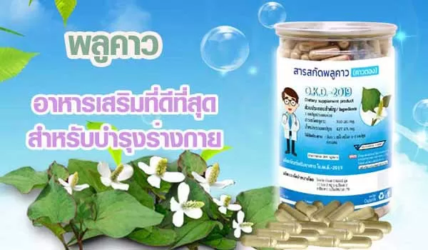 พลูคาว คาวตอง อาหารเสริมแคปซูล แก้ปัญหาน้ำเหลืองเสีย