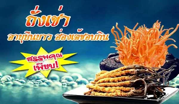 เห็ด ถั่งเช่า ที่ฮ่องเต้ยังต้องกิน