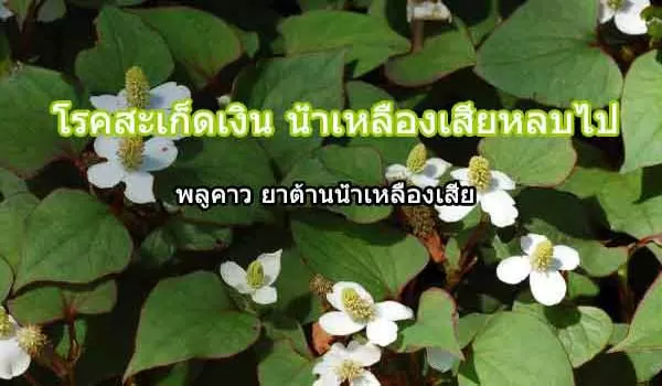 สมุนไพรพลูคาว คาวตอง สรรพคุณรักษาโรคสะเก็ดเงิน น้ำเหลืองเสีย