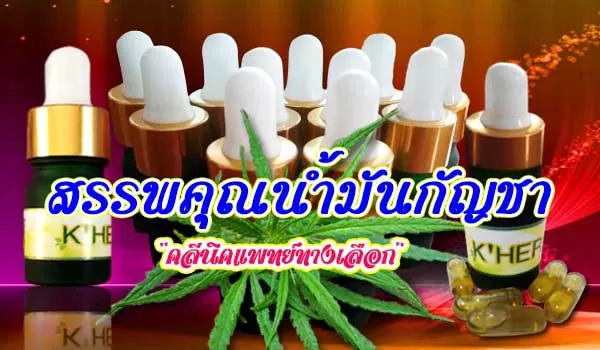 น้ำมันกัญชา สรรพคุณเพียบที่หลายคนรู้แล้วตัองทึ่ง