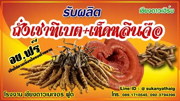 โรงงาน อาหารเสริมรับผลิต สมุนไพรถั่งเช่า ทิเบต ผสมเห็ดหลินจือแดง แคปซูลราคาถูก