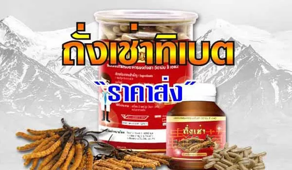 สมุนไพรถั่งเช่า ชนิดแคปซูลราคาส่ง ค่ะ