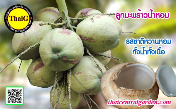 จำหน่ายพันธุ์มะพร้าวน้ำหอม