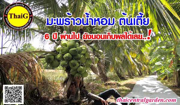 พันธุ์มะพร้าวน้ำหอม ต้นเตี้ย สวน ThaiG สามพราน